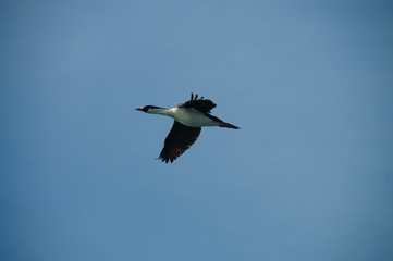 South Georgian Imperial Shags