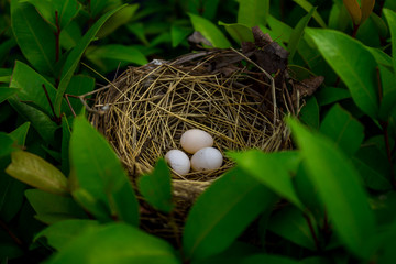 Bird's nest