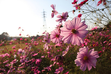 コスモス
