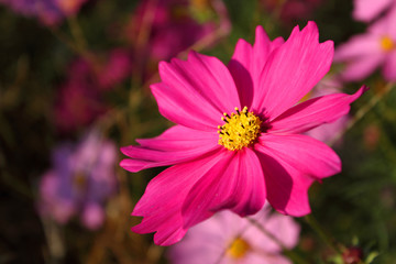 コスモス