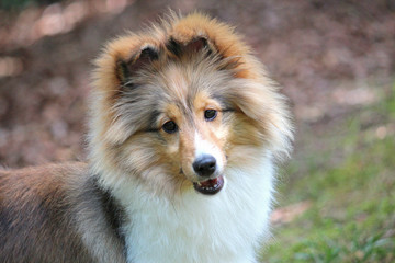 Summer Sheltie