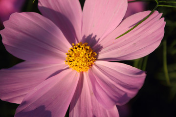 コスモス・夕暮れ