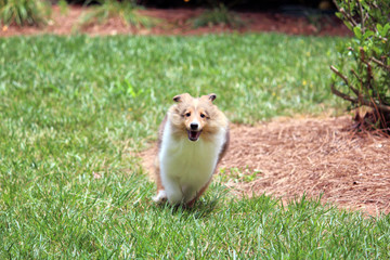 Summer Sheltie