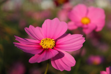 Fototapeta premium コスモス（薄暮）