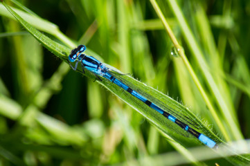 Damselfly on blade of grass