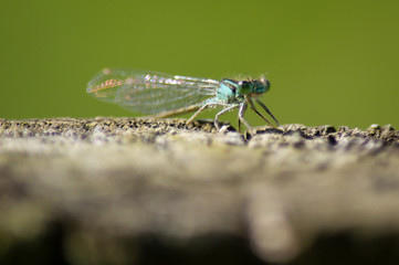 Damselfly on wooden handrail