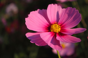 Obraz premium コスモス・アップ