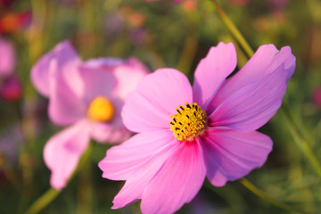 Obraz premium 夕暮れ時のコスモス