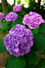 Obraz premium Purple hydrangea