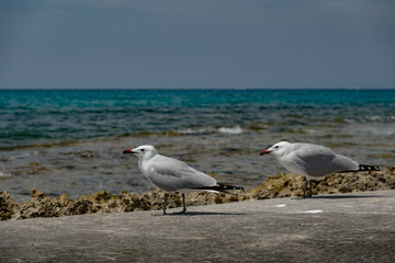 Möwen warten am Strand