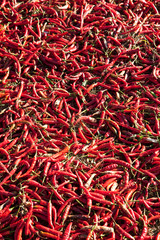 Fototapeta premium Chilli peppers drying