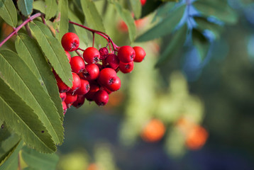 Rowan berries