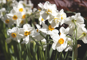 Beautiful spring flowers. Daffodils.