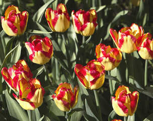 Beautiful  multicolored tulips. Spring flowers.