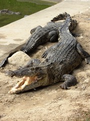 Zwei Krokodile