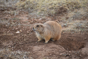 Prairie Dog