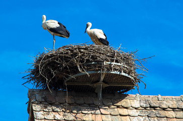 Storchennest auf dem Hausdach