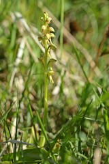 Ohnhorn (Aceras anthropophorum) 