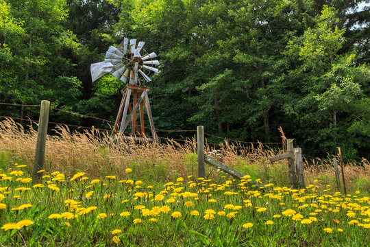 Windmill And Flowers