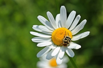 Fototapeta premium Pinselkäfer (Trichius fasciatus) auf Margeritenblüte 