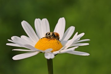 Pinselkäfer (Trichius fasciatus) auf Margeritenblüte 
