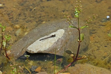 Weibliche Frühe Adonislibelle (Pyrrhosoma nymphula) auf Stein im Teich 
