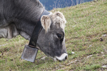 Cow on grazing