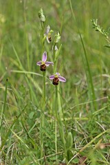 Bienen-Ragwurz (Ophrys apifera) 
