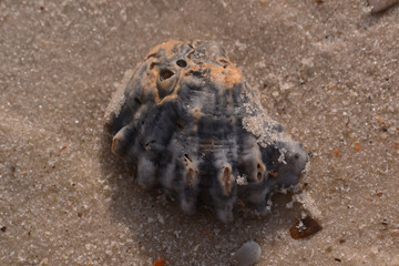 Kitten's paw sea shell on sandy beach, macro