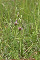 Bienen-Ragwurz (Ophrys apifera) 
