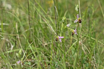 Bienen-Ragwurz (Ophrys apifera) 
