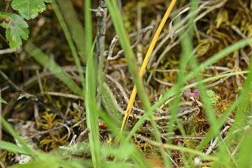 Weibliche Zauneidechse (Lacerta agilis) 
