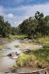 Tamil Nadu, India - October 26, 2013: Portrait shot of Moyar River in Masamigulli Forest. Brownish water flows over rocks through the green jungle under blue sky with white clouds.