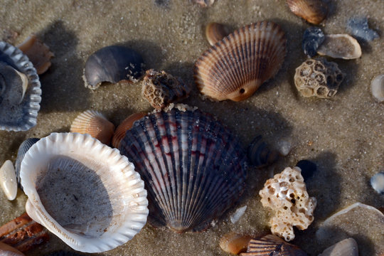 Three Coral pieces with sea shells, macro