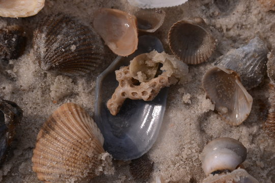 Coral piece with sea shells on sandy beach, macro