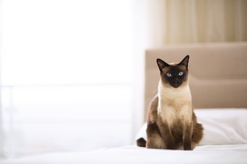 Siamese cat sitting on the bed