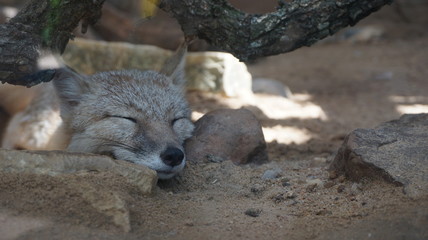sleeping fox
