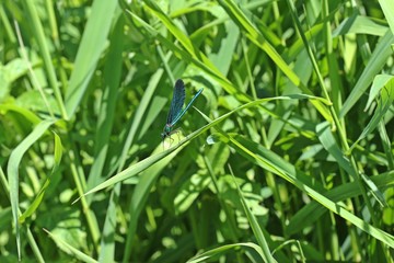 Männliche Blauflügel-Prachtlibelle (Calopteryx virgo) auf Schilfhalm 
