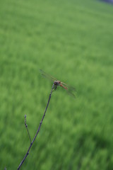 dragonfly