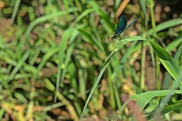 Männliche Blauflügel-Prachtlibelle (Calopteryx virgo) auf Schilfhalm 
