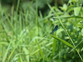 Männliche Blauflügel-Prachtlibelle (Calopteryx virgo) auf Schilfhalm 
