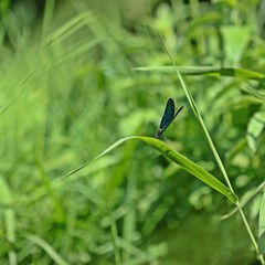 Männliche Blauflügel-Prachtlibelle (Calopteryx virgo) auf Schilfhalm 
