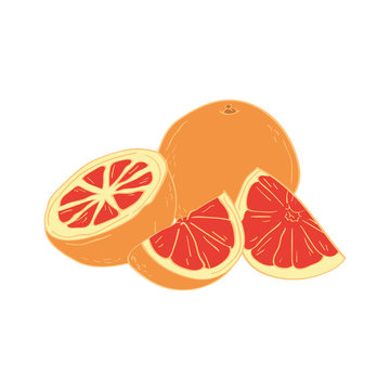 Vector grapefruit isolated