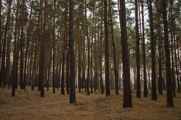 Pine trees in the autumn forest. Fall evening in brown colors