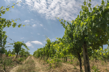 Reben für den Weinanbau in Italien in der Toskana