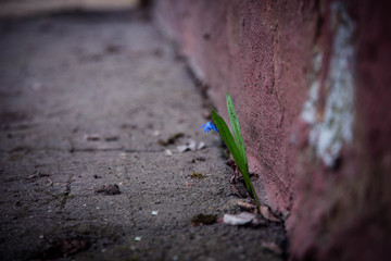 цветок в асфальте