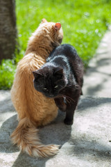 Кошачья дружба