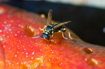 Оса отъедается