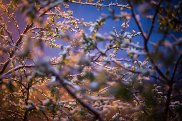 снег на цветах