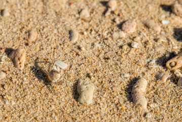 Fototapeta na wymiar Small crab in the sand of a beach